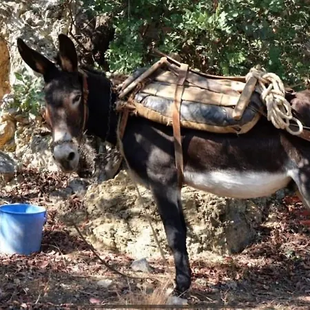 The Donkey House, Pragmatefti * Leonídio