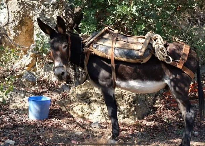 The Donkey House, Pragmatefti * Leonídion